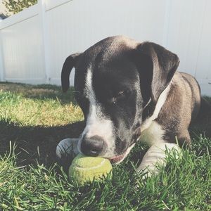 Meet your Posher, Anna